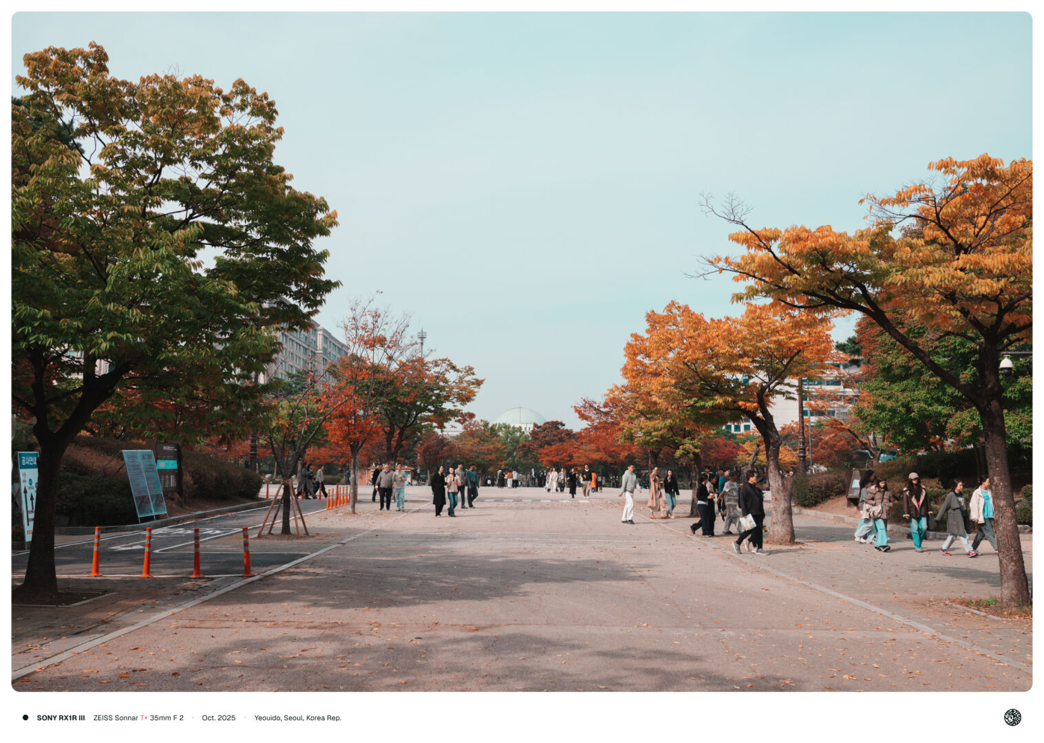 단풍이 든 여의도 공원 거리 뒤로 국회의사당이 보이는 모습